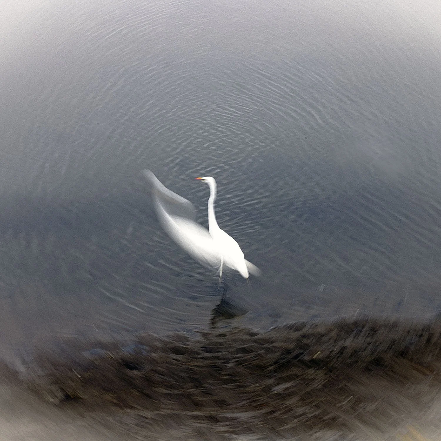 Egret