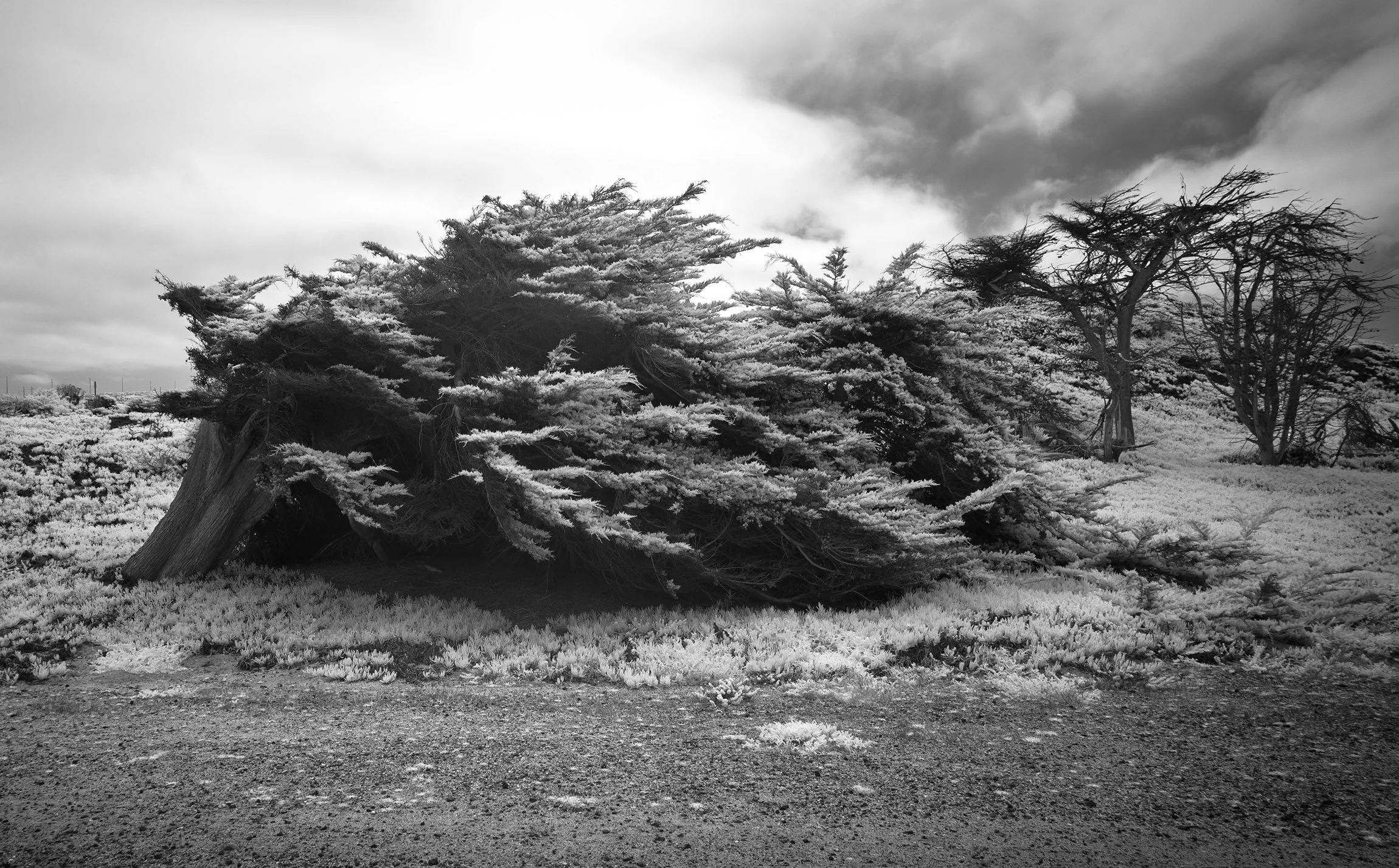 Surf Beach Cypress