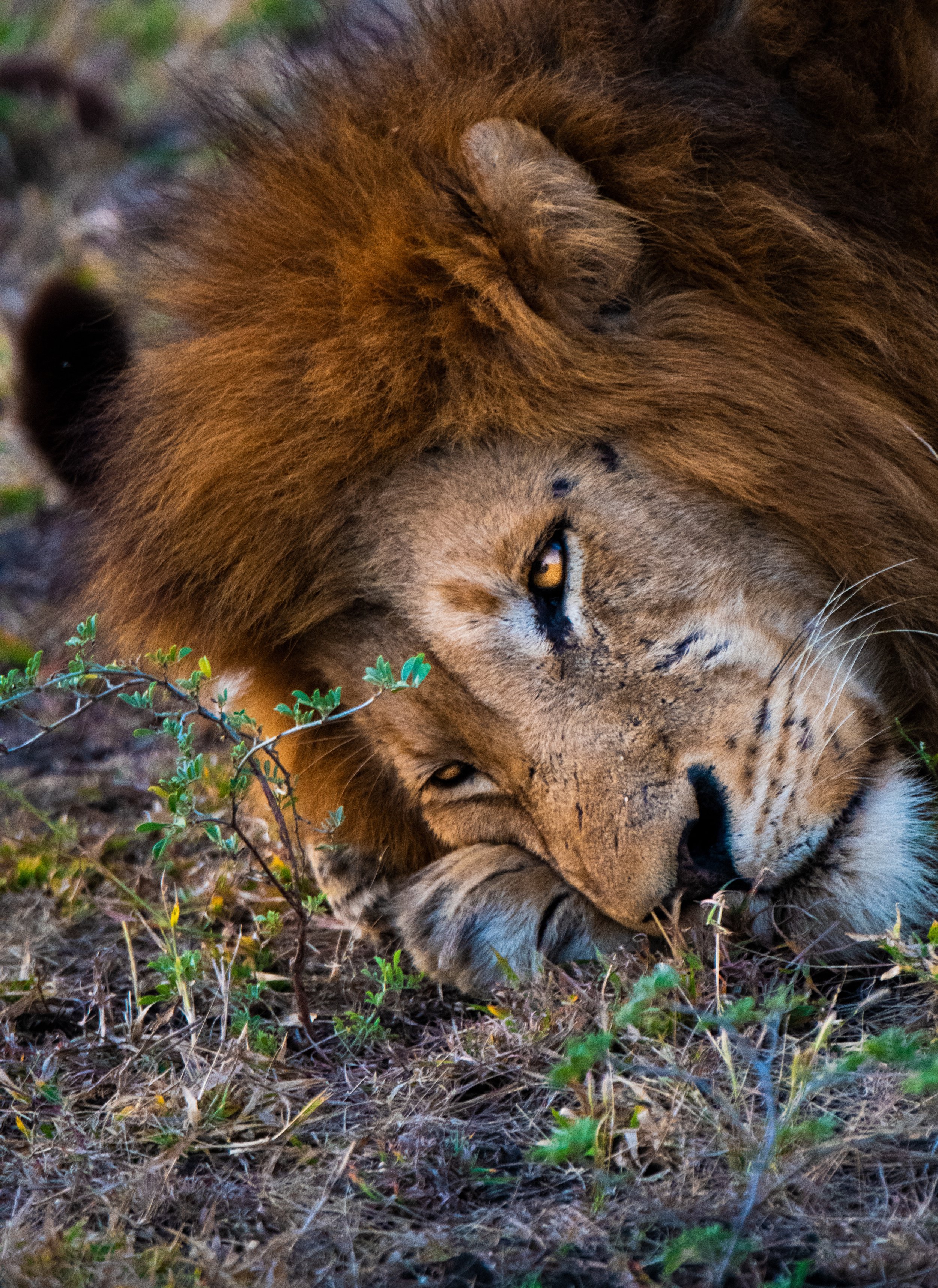 Lion Looking at leaf.jpeg