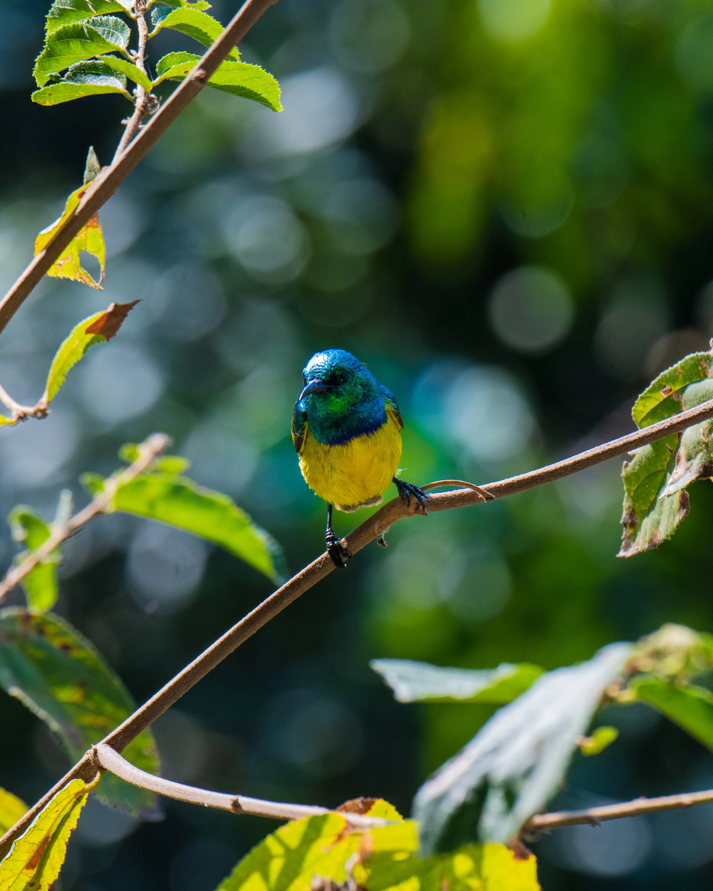 BlueANDYellow-Bird.jpg