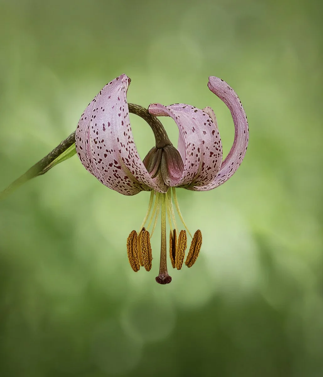 Turk's Cap Lily by Susannah Smith - 2nd equal Div 1 Images