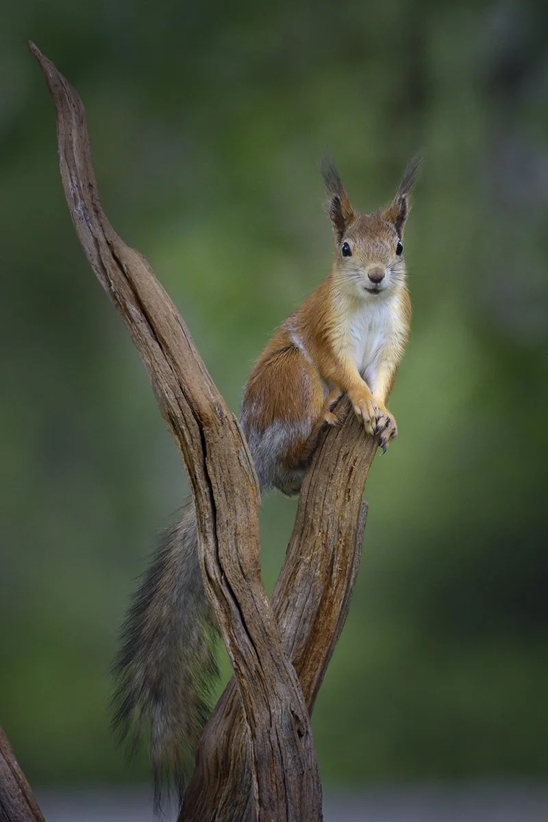 Eurasian Red by Mike Farrance
(Highly Commended Open Images - Division 1)