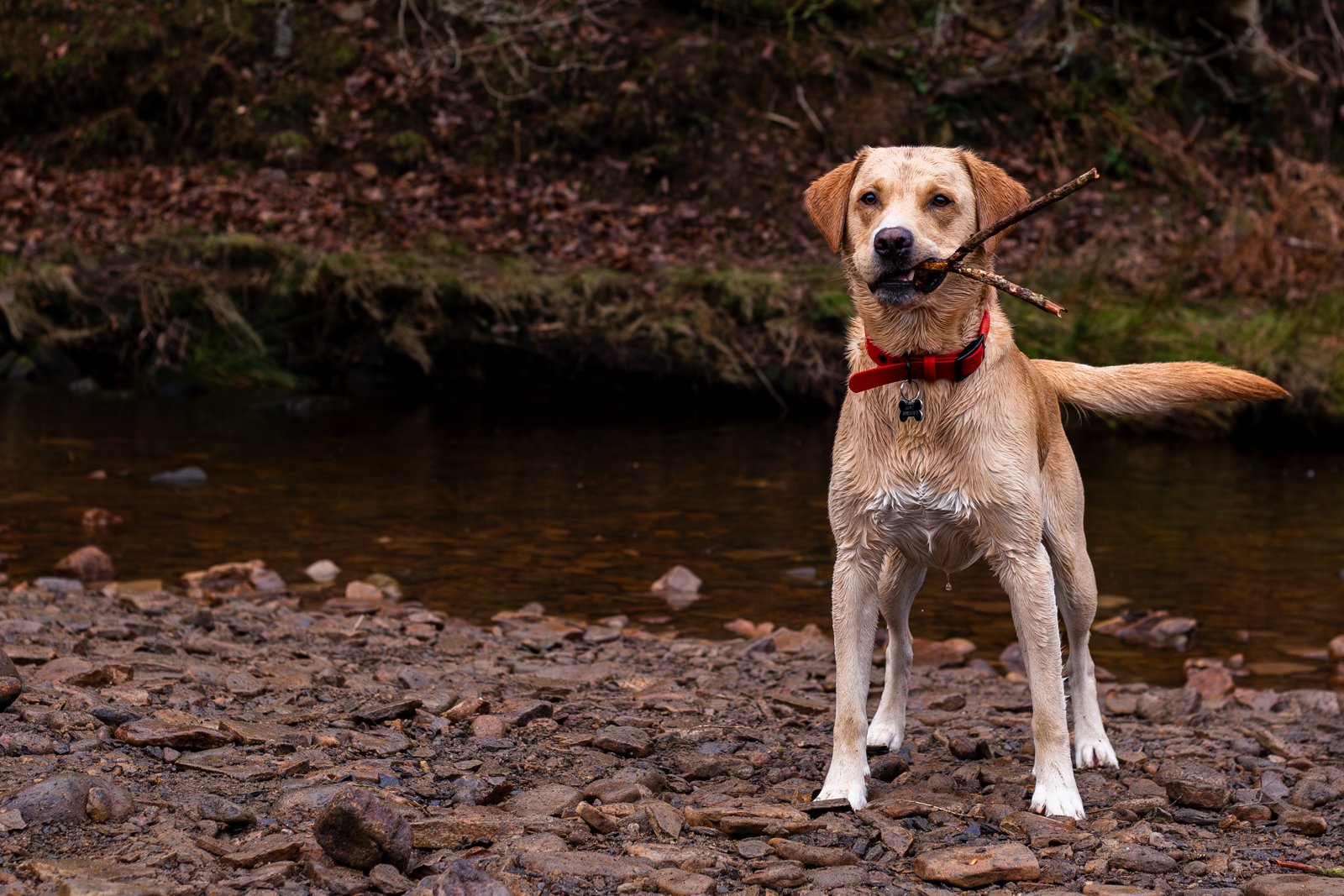Considering Fetch by Izzy Smith (3rd=, Division 1 Images)