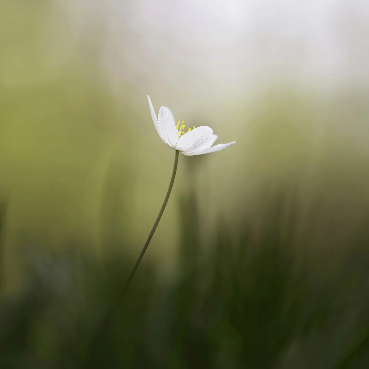 Wood Anemone by Susannah Smith - Winner Division 1 Prints
