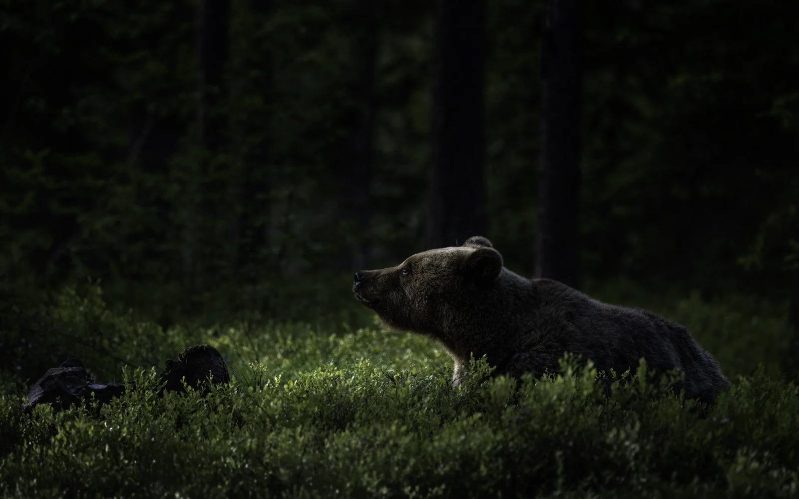 Soaking Up The Sun by Mike Farrance  - Winner Division 1 Images