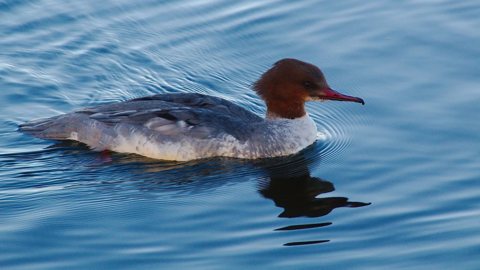 Tufted Duck by Graham Horne - Winner Division 2 Images