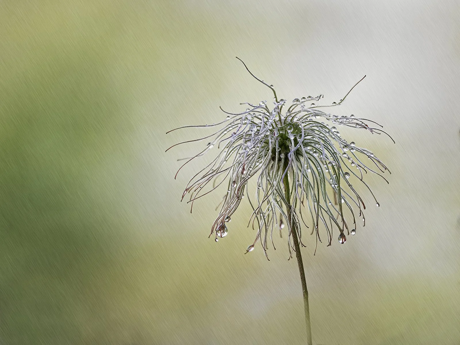 Clematis Seedhead In The Rain
