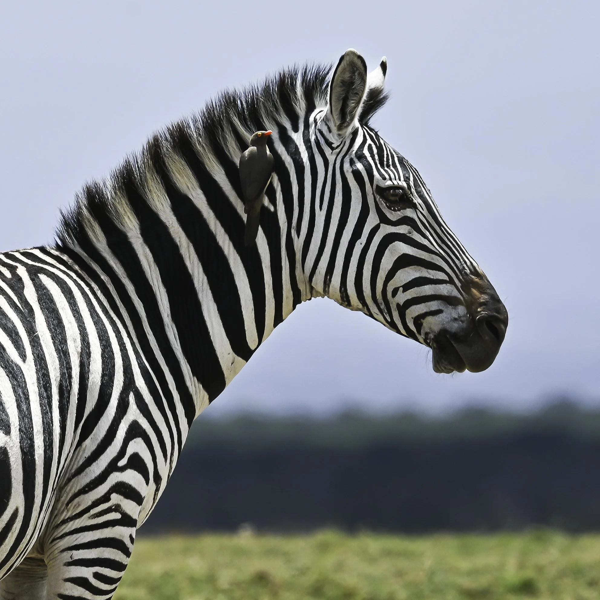 Hitching A Lift by Barry Wright (3rd=. Division 1 Prints)