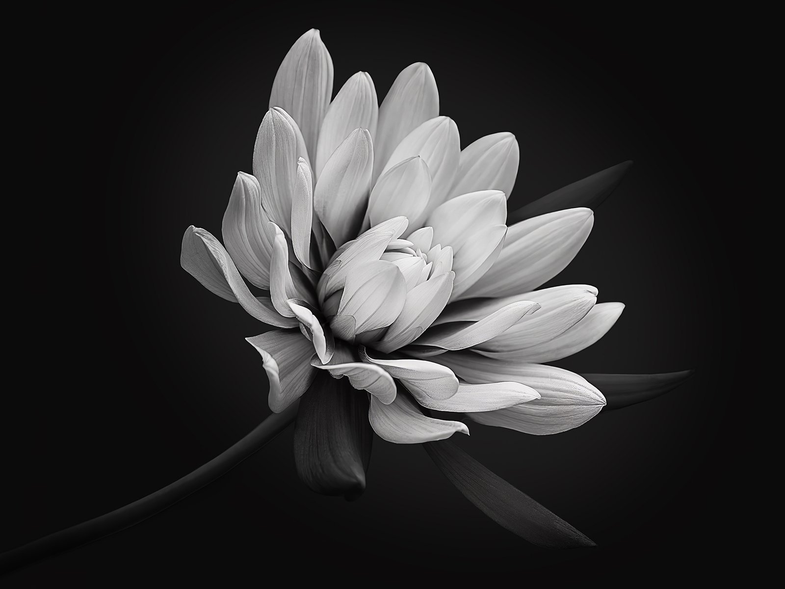 Chrysanthemum by Susannah Smith - Winner Monochrome Prints
