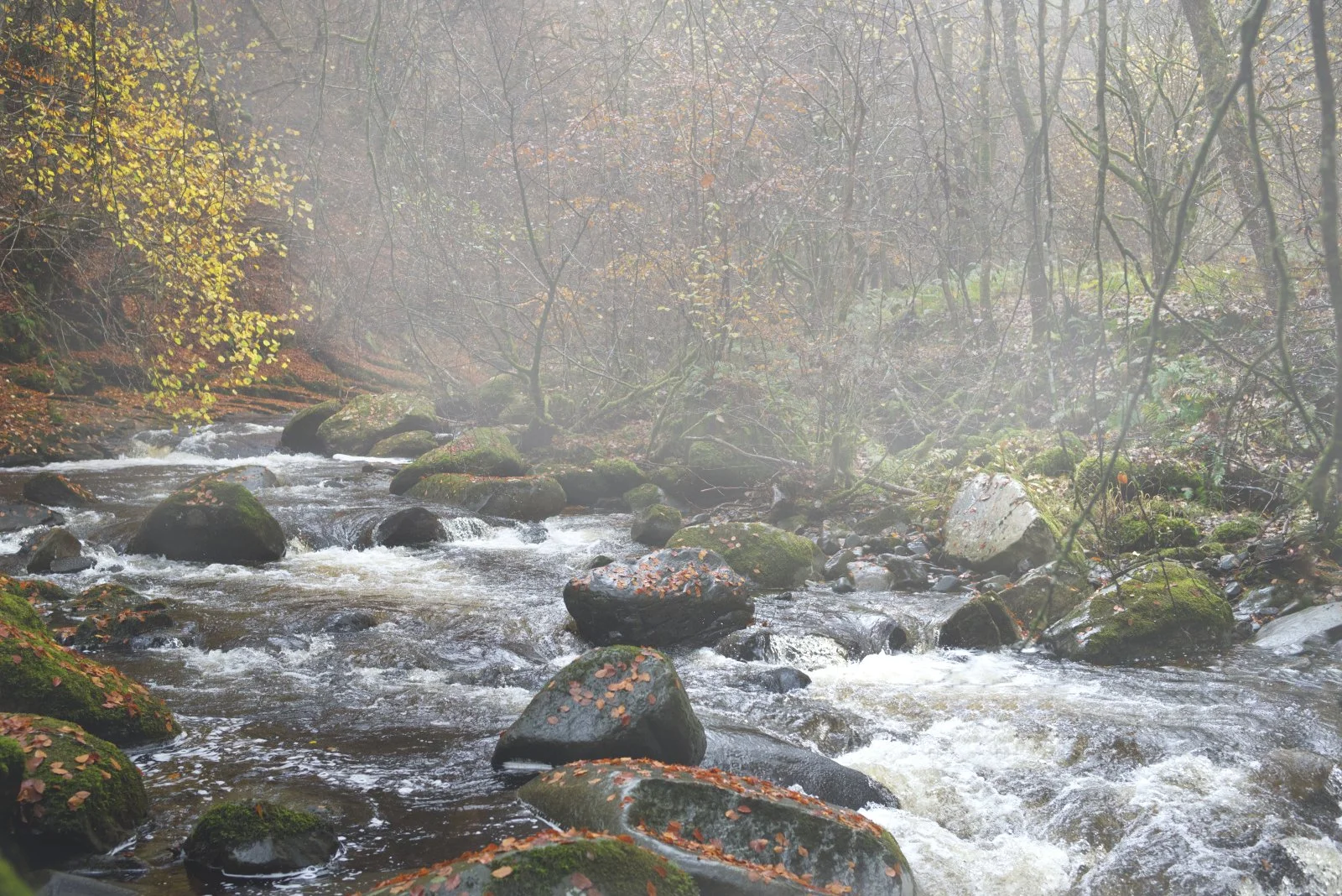 The Birks by Gordon Stewart - Highly Commended Division 1 Images