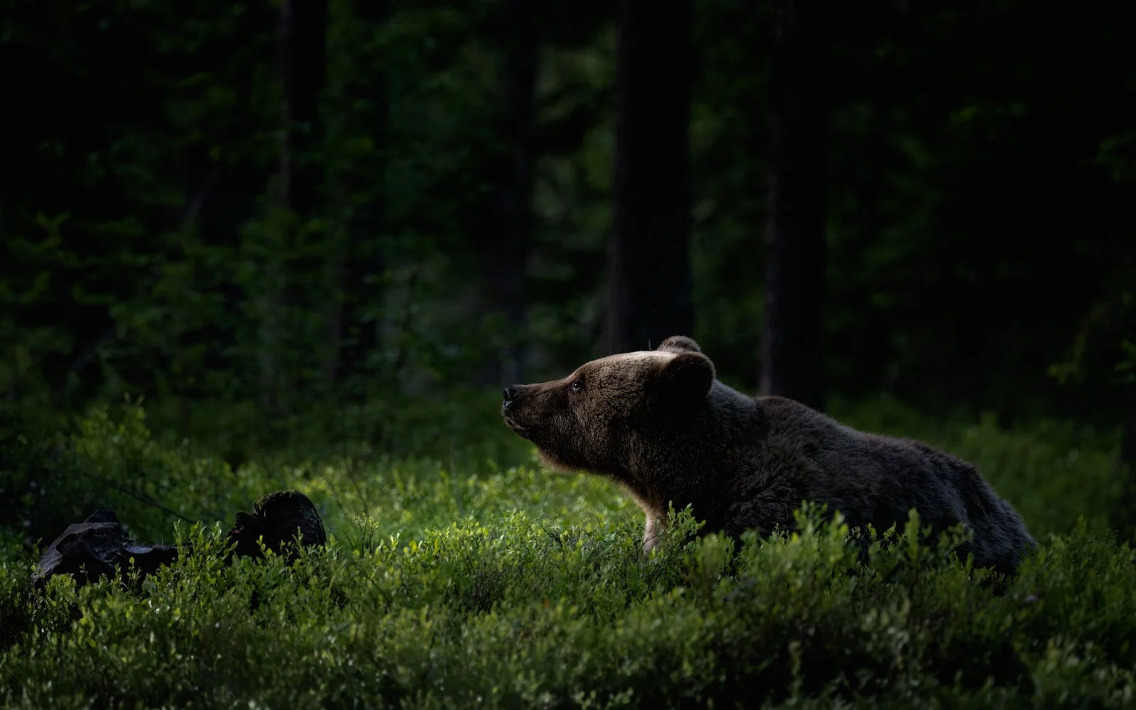 Soaking Up The Sun by Mike Farrance (1st, Division 1 Images)