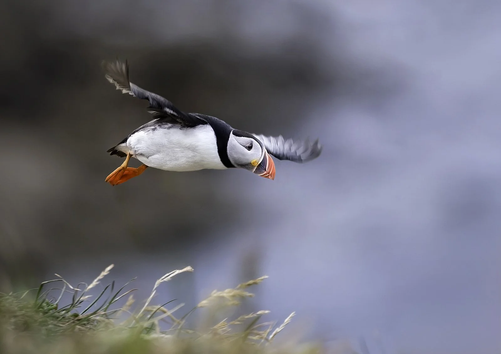 Puffin Flight
