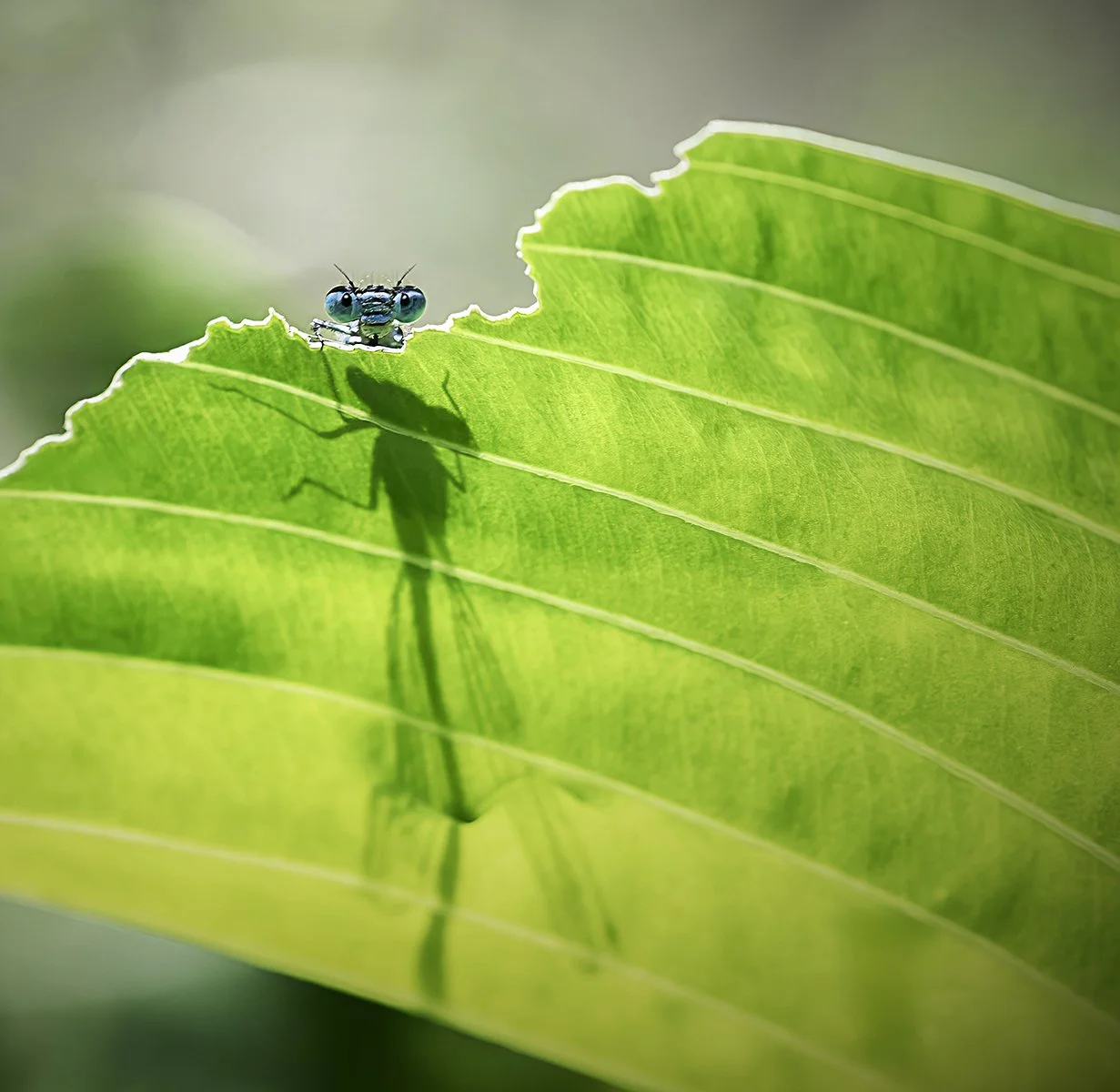 Camera Shy by Susannah Smith - 3rd equal Div 1 Images