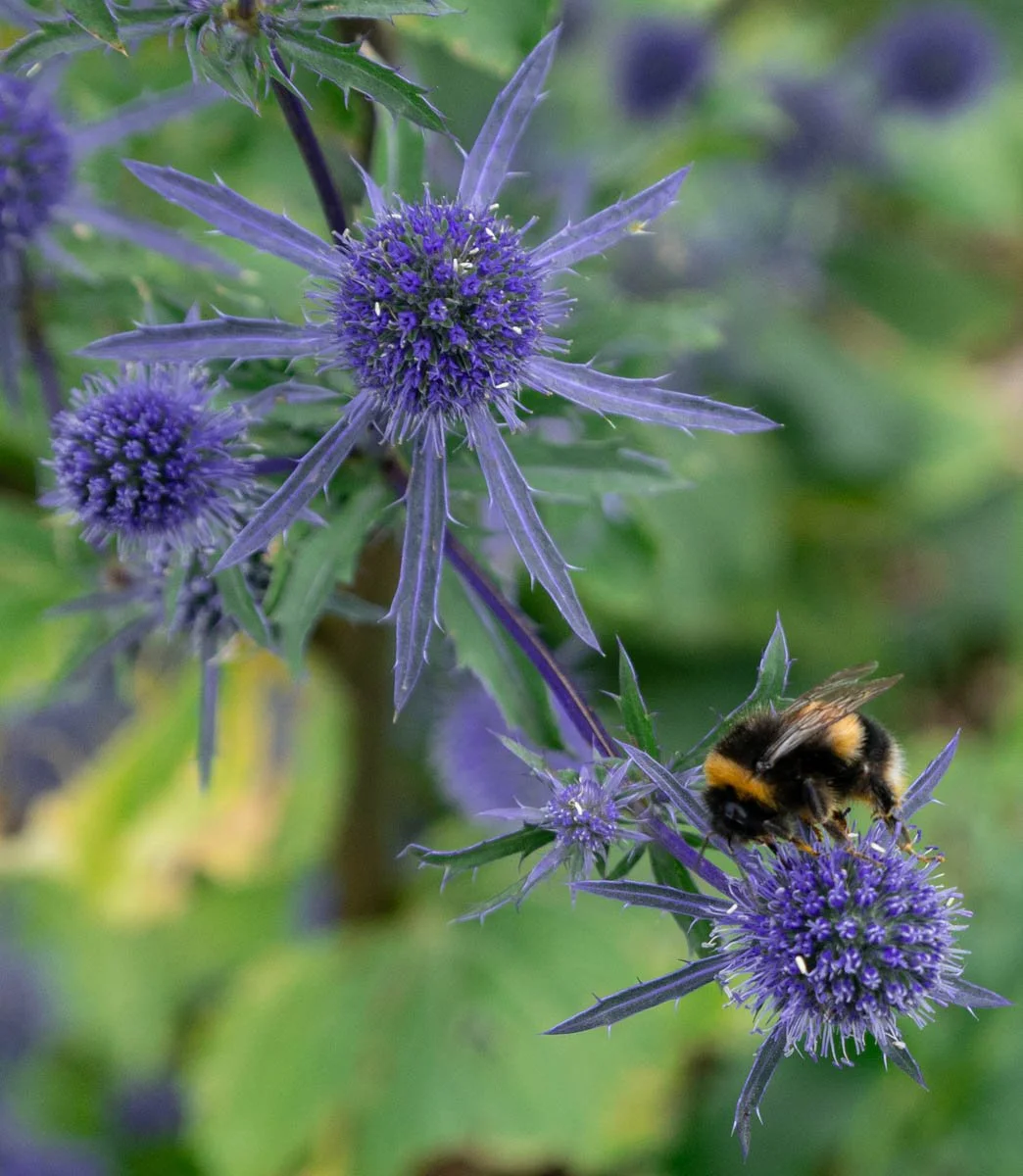 Busy Bee by Heather Simpson - 2nd equal Div 2 Images