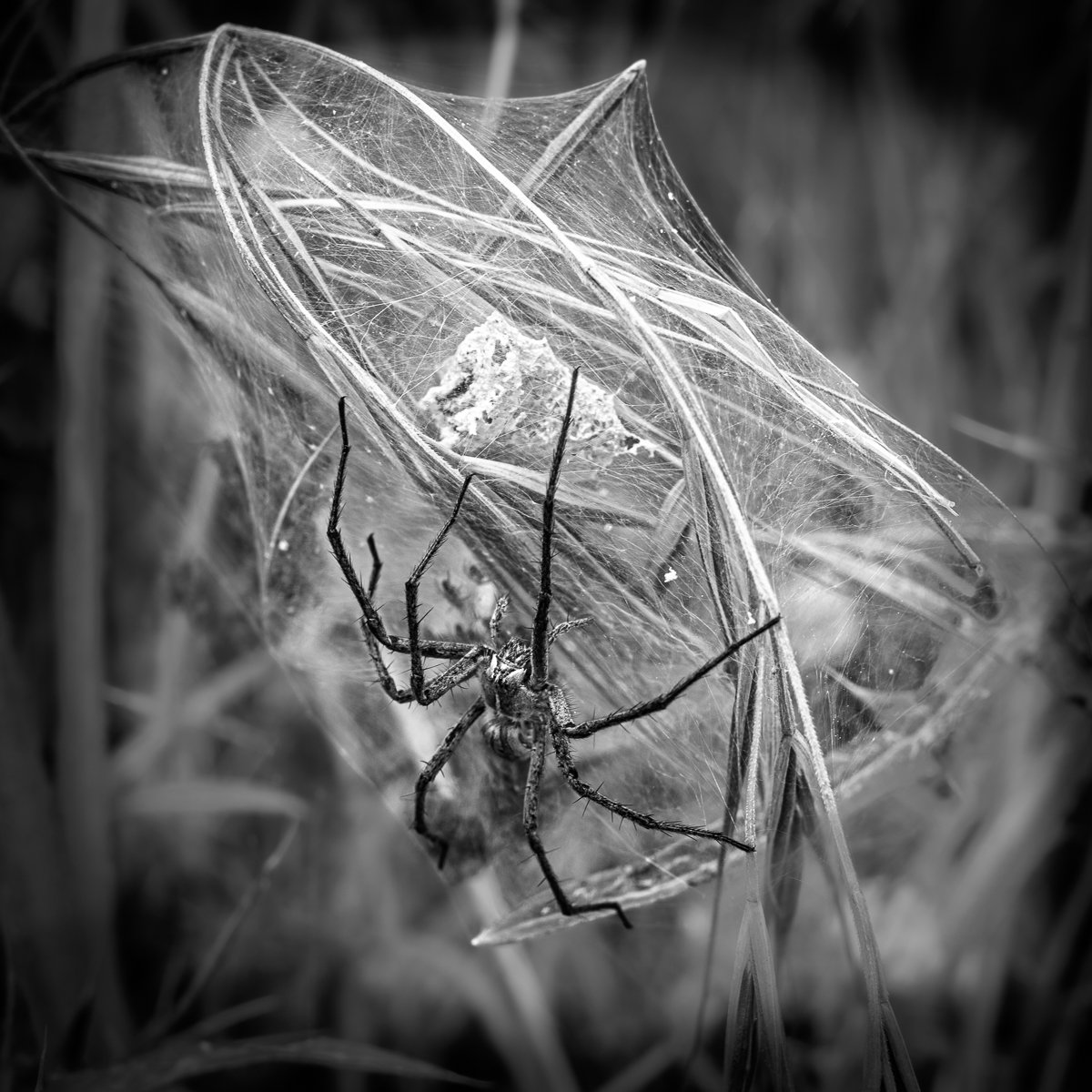Arachne by James Battersby - 3rd equal Div 1 Images