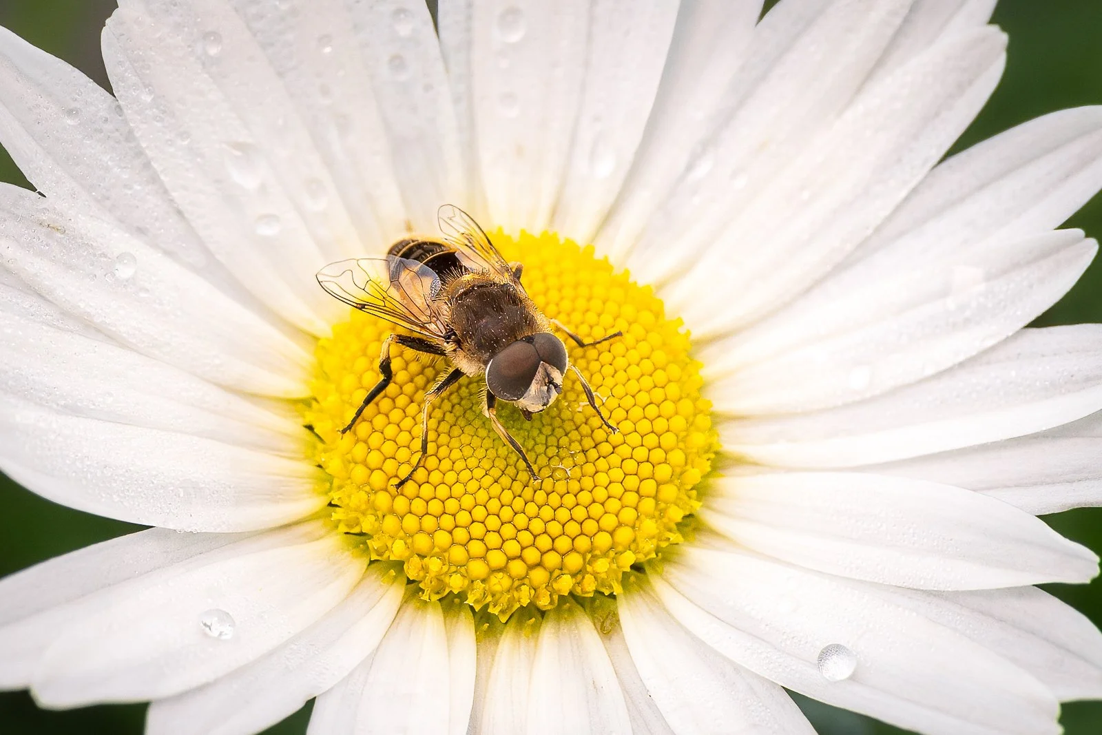 Oxeye Fly - James Battersby (Prints 2nd, Division 1)