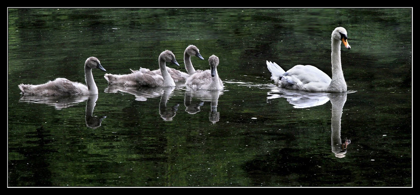 Swan and Cygnets