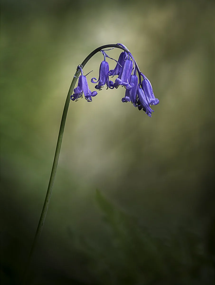 Hidden Bluebell by Susannah Smith - Highly Commended Division 1 Images