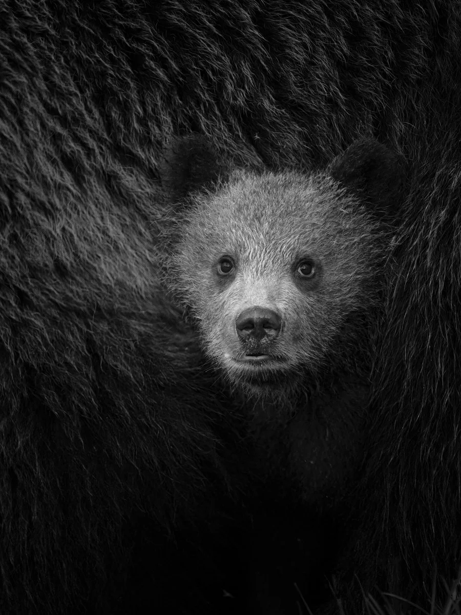 Hello World - Mike Farrance (Prints 3rd, Division 1)