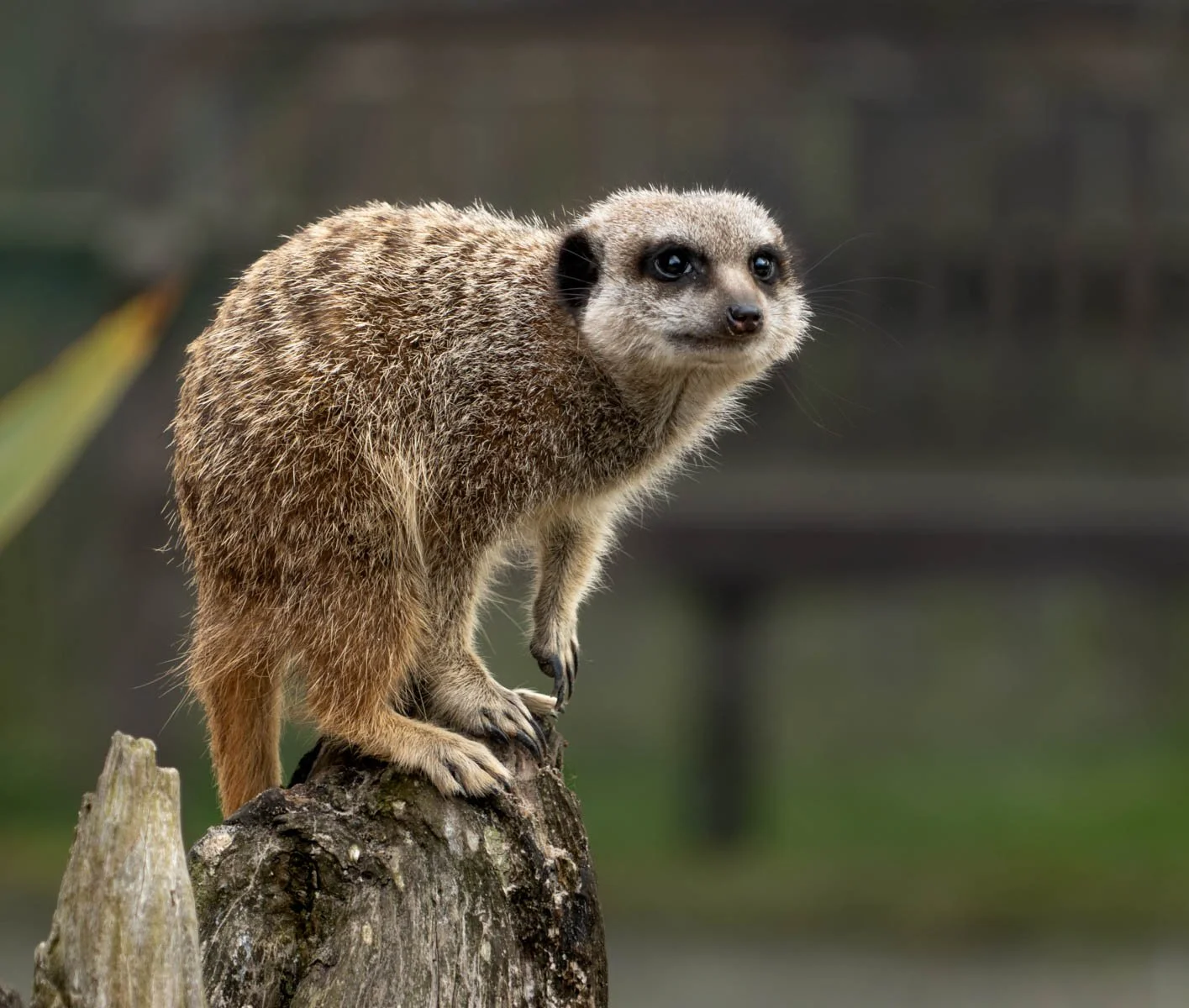 Crouching Meercat Hidden People by Ross McCallum - 3rd equal Div 2 Images
