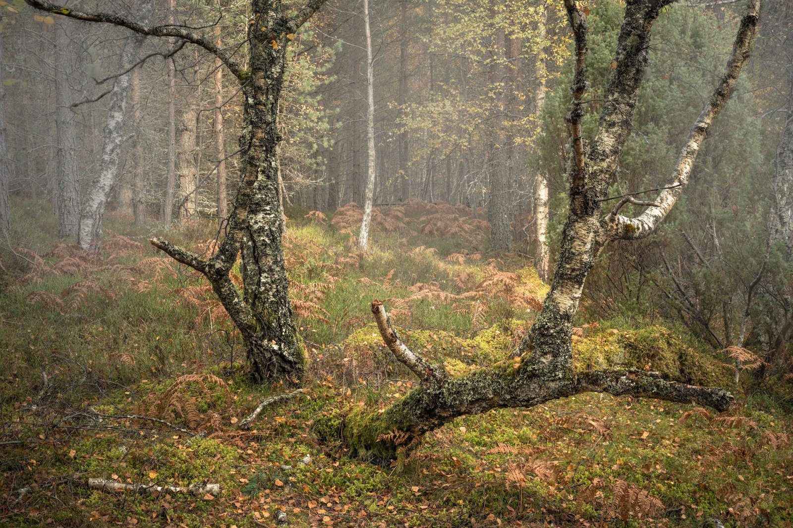 The Forest's Reach by Mike Farrance - Highly Commended Division 1 Prints