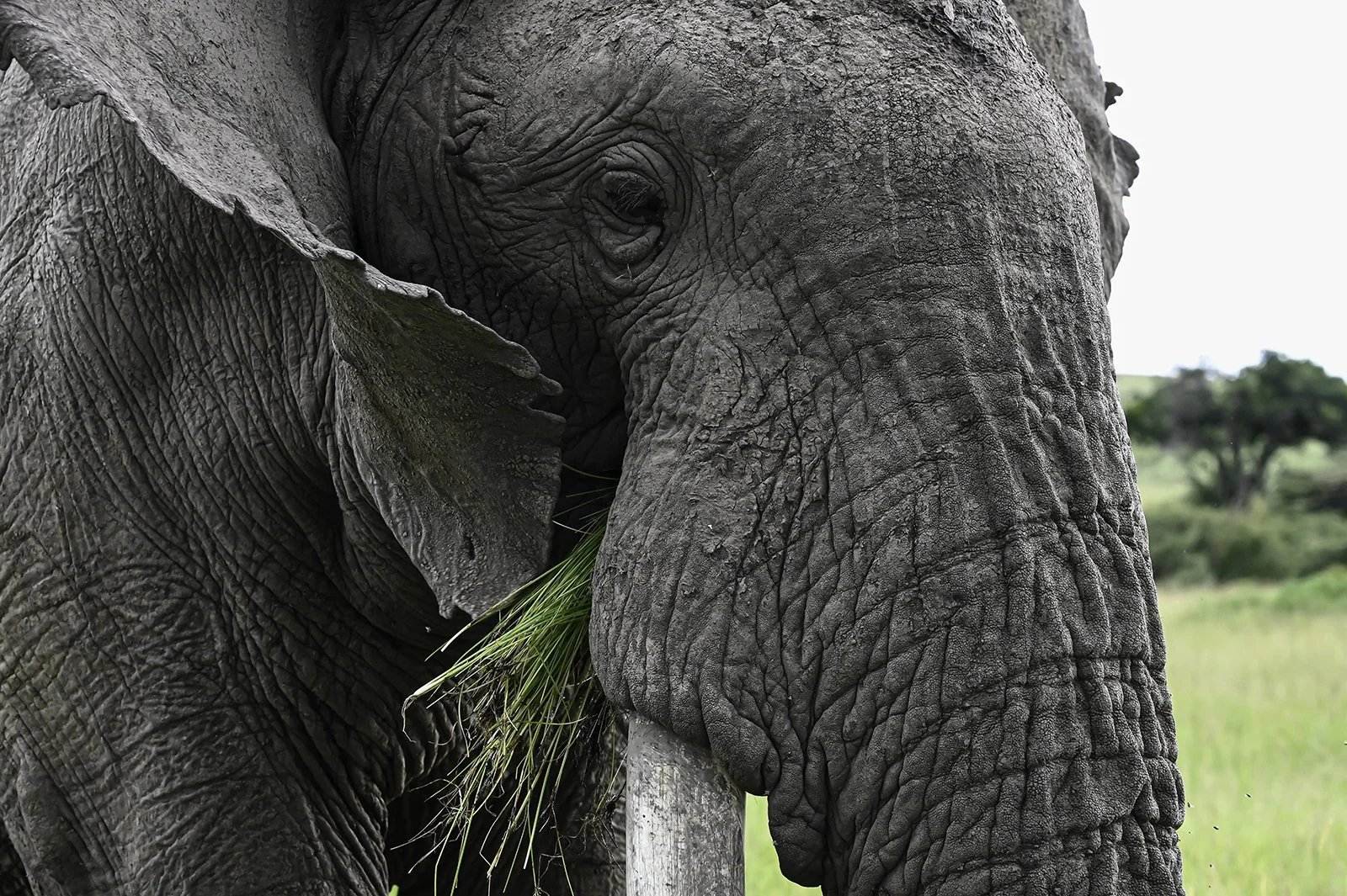 Elephant At Lunch by Barry Wright (2nd, Division 1 Images)