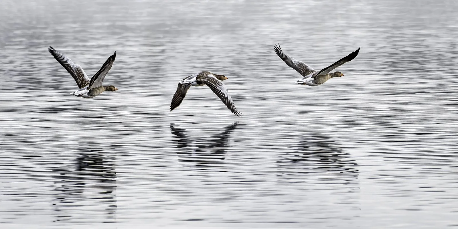 Three Geese In Flight by Susannah Smith - Highly Commended Division 1 Images
