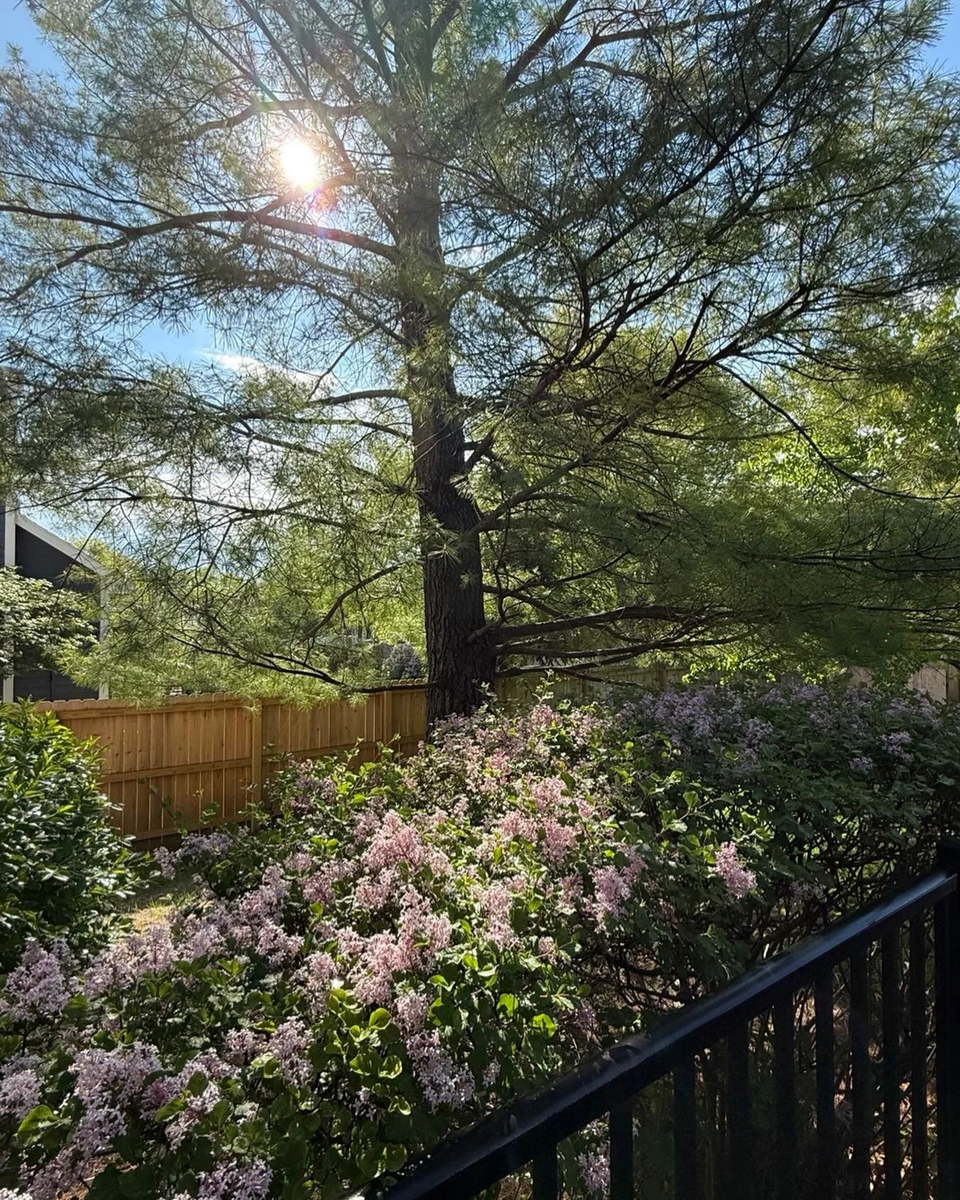It&rsquo;s such a beautiful morning! It rained, and now the sun is shining on the lilacs. Spring is my favorite time of year. 

&ldquo;Great is his faithfulness; his mercies begin afresh each morning.&rdquo;
‭‭Lamentations‬ ‭3‬:‭23‬ ‭NLT‬‬