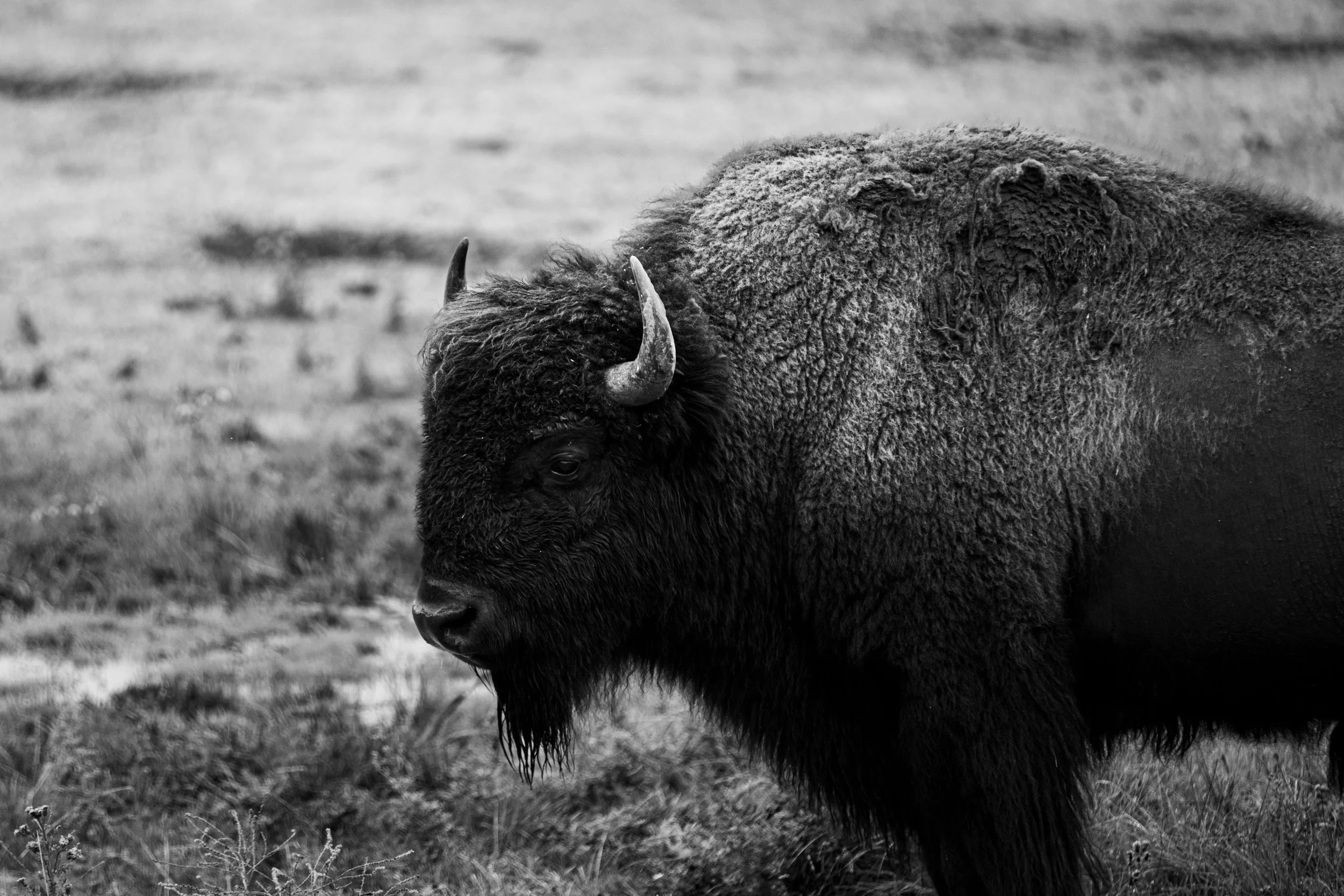 The Ancient Guardian