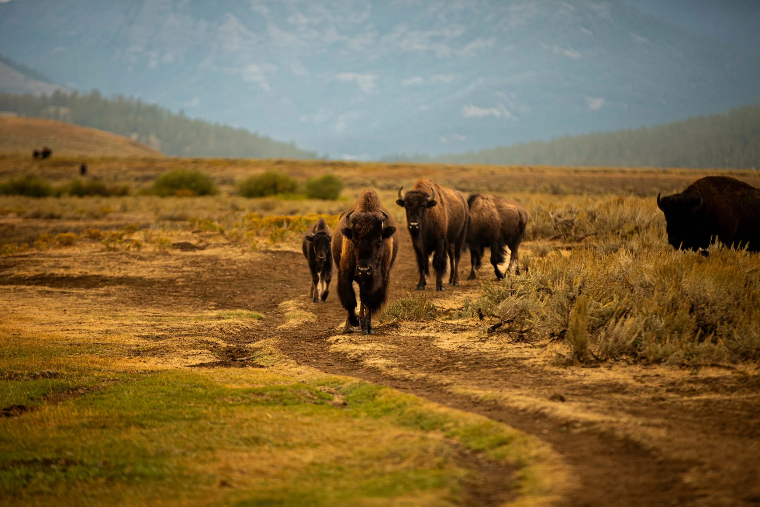 Keepers of the Valley