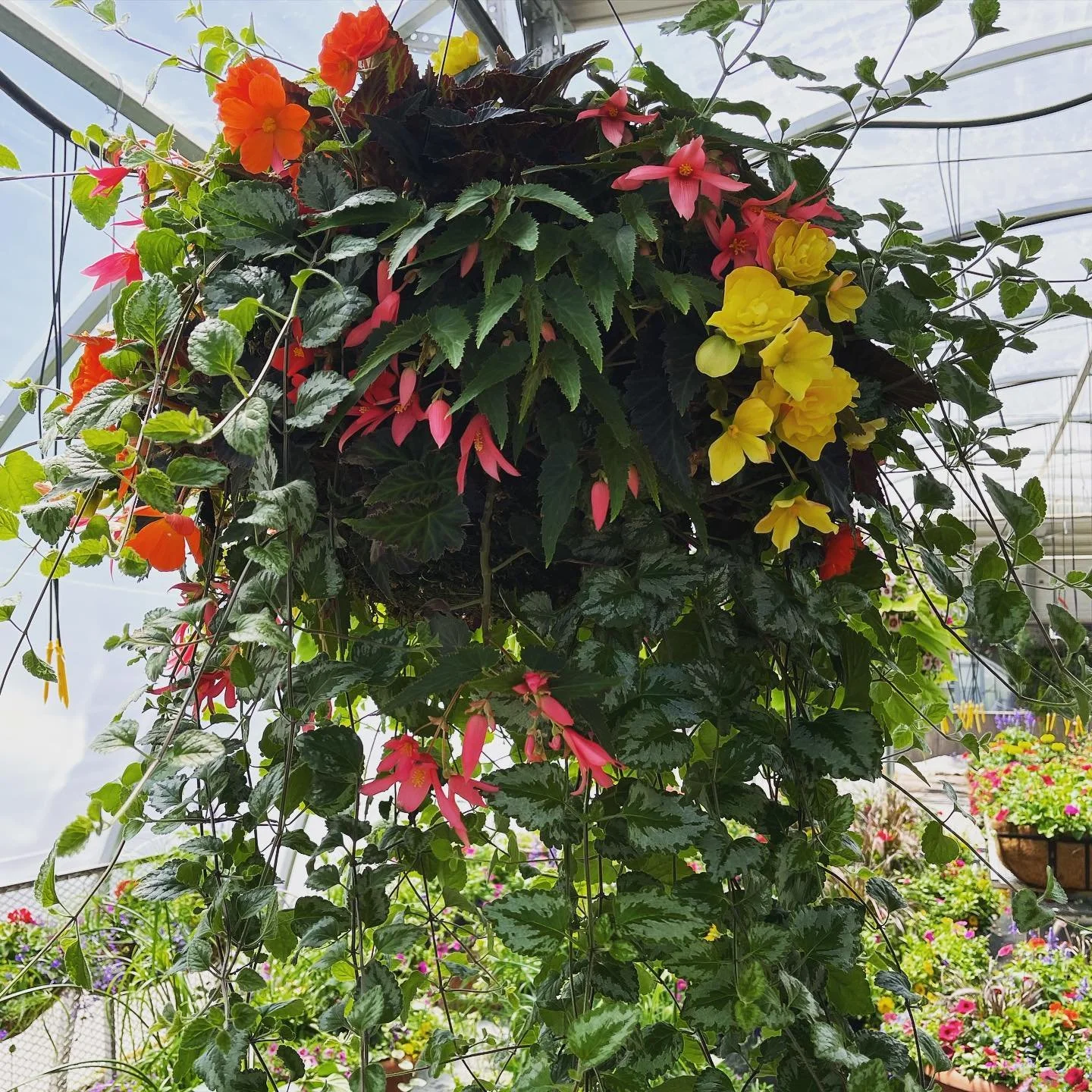 #hangingbaskets #mountainmagic 💚