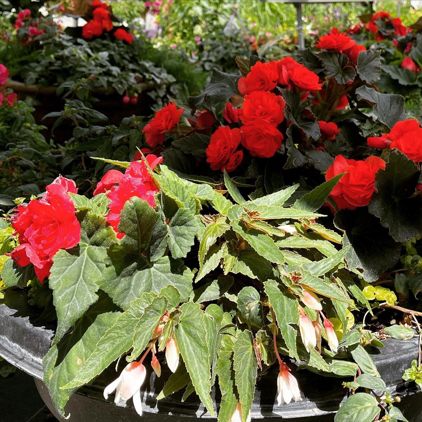 #flowerseason 🌺