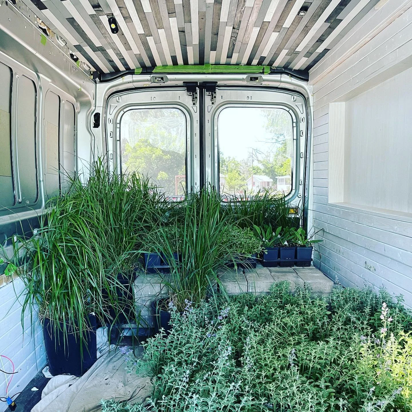 #plantsmakepeoplehappy :)#plantdelivery