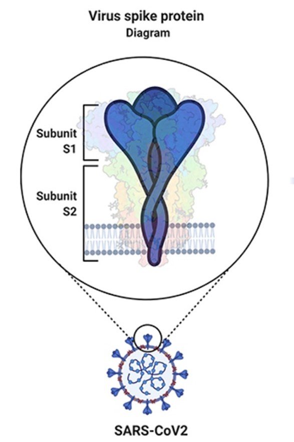 Spike protein Long COVID