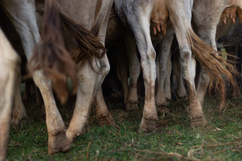The cows push and shove each other, trying to get the feed. Once Ryan shakes the bucket, the cows trot in line to the normal feeding spot. Ryan often gets caught in the middle of what he calls a "cow hurricane", which is when all of the cows surround