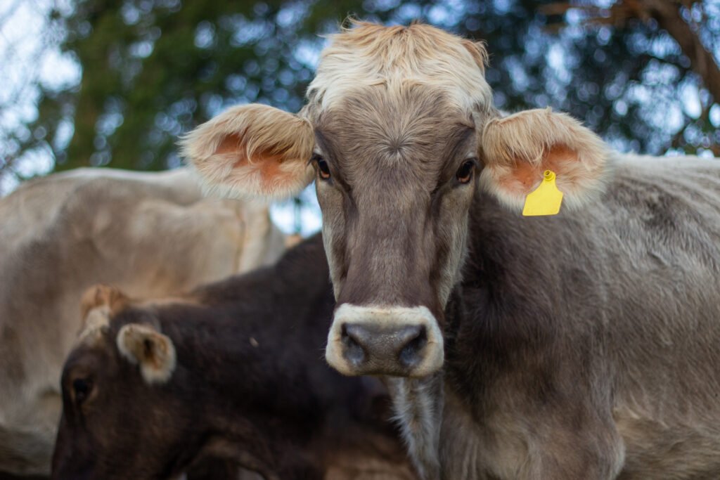 "My dad gave me this cow after his favorite birthed a calf when I was eighteen. She has been the sweetest animal ever since. I used to sneak her sugar cubes in the middle of the night when she was young. I've called her Sugar from then on."