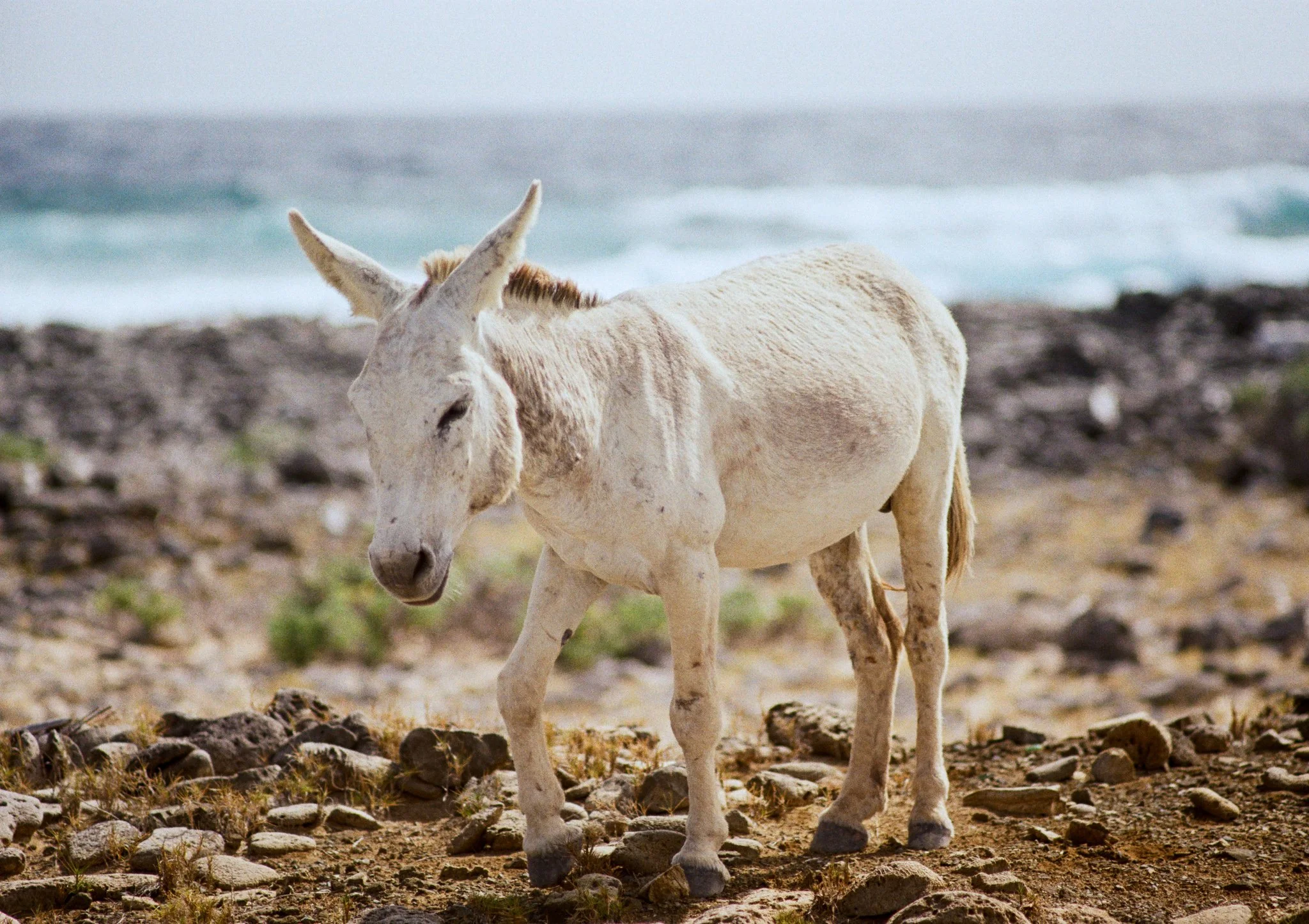 Bonaire, 2026.