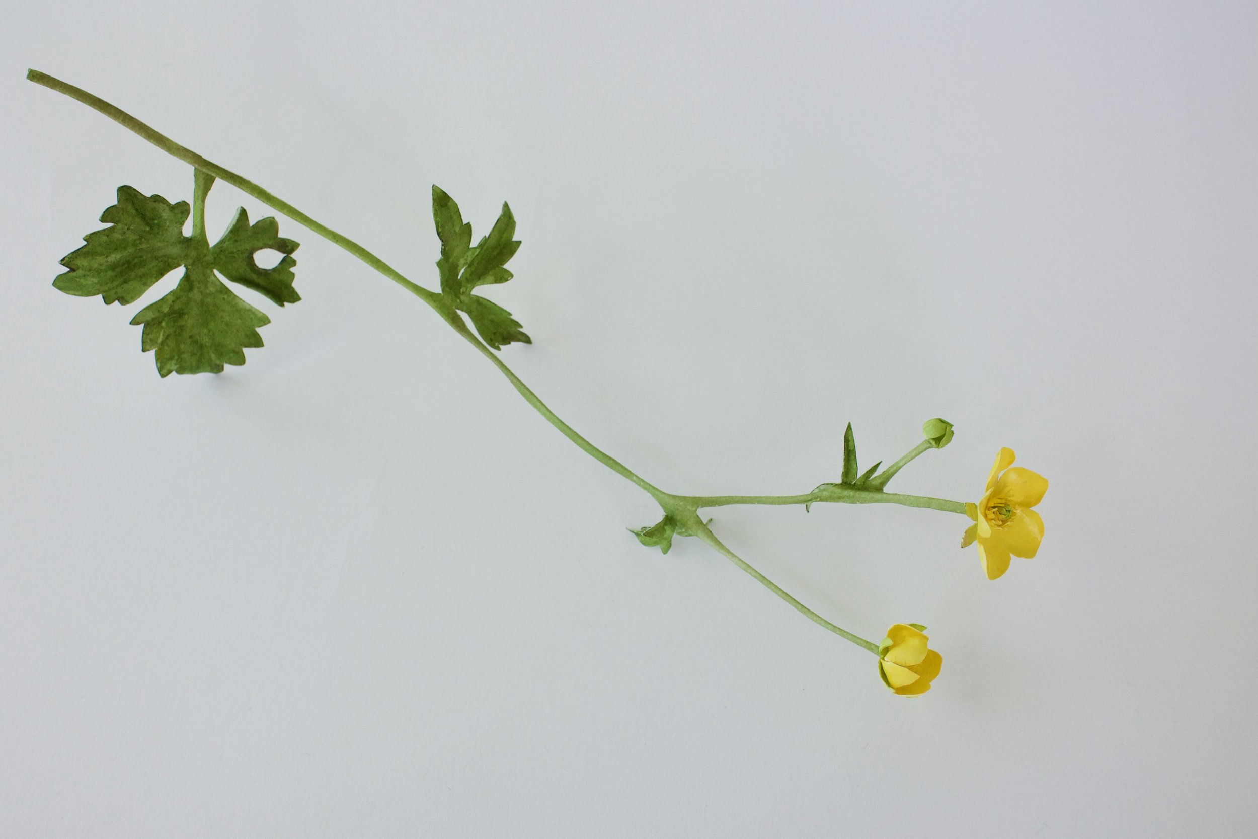 Scherpe boterbloem, engsoleie, smørblomst, Scharfer Hahnenfuß, field buttercup, Ranunculus acris, 27 cm.
