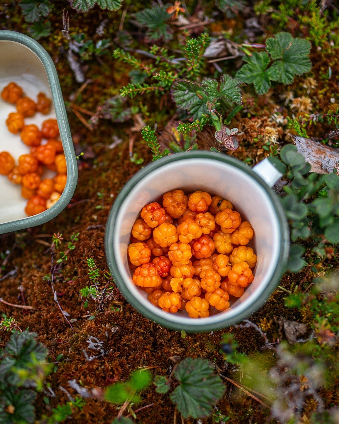SOMMAR I S&Auml;LEN: 10 tips f&ouml;r den lugne &auml;ventyraren🌤️🏞️

Sval fj&auml;lluft, mogna b&auml;r och &auml;ventyr i lagom tempo &ndash; augusti i S&auml;len &auml;r som gjord f&ouml;r dig som vill njuta av fj&auml;llen utan att stressa.

H&