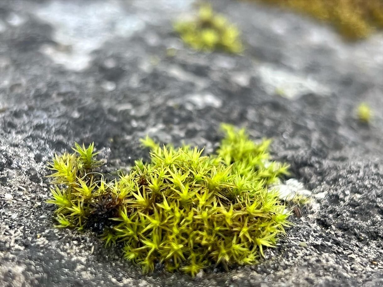 2/3 The advantages of being small: adaptation, living at the boundaries. 

Learning to see and appreciate the small.

#takingabreak #gatheringmoss #artofwaiting #moregreenfriends #vacation #colorpalette #livingattheboundary #summerreading