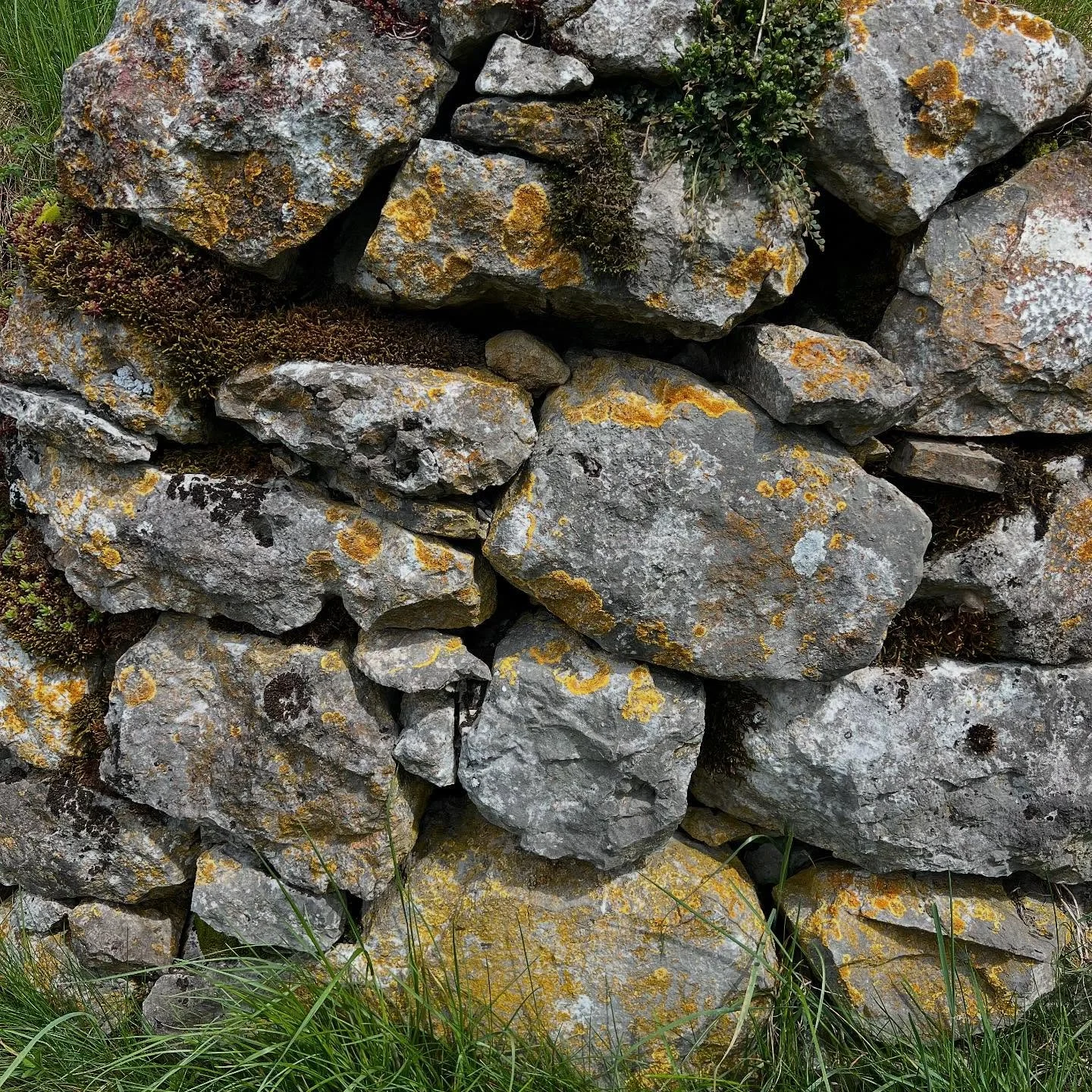 Hiking and getting to meet the lichen communities in the Val Taleggio as part of my residency at @nahr.it . Such a beautiful and inspiring experience!

#moretoexplore #valtaleggio #lichenfriends #minerals #bioweathering #rocklickers