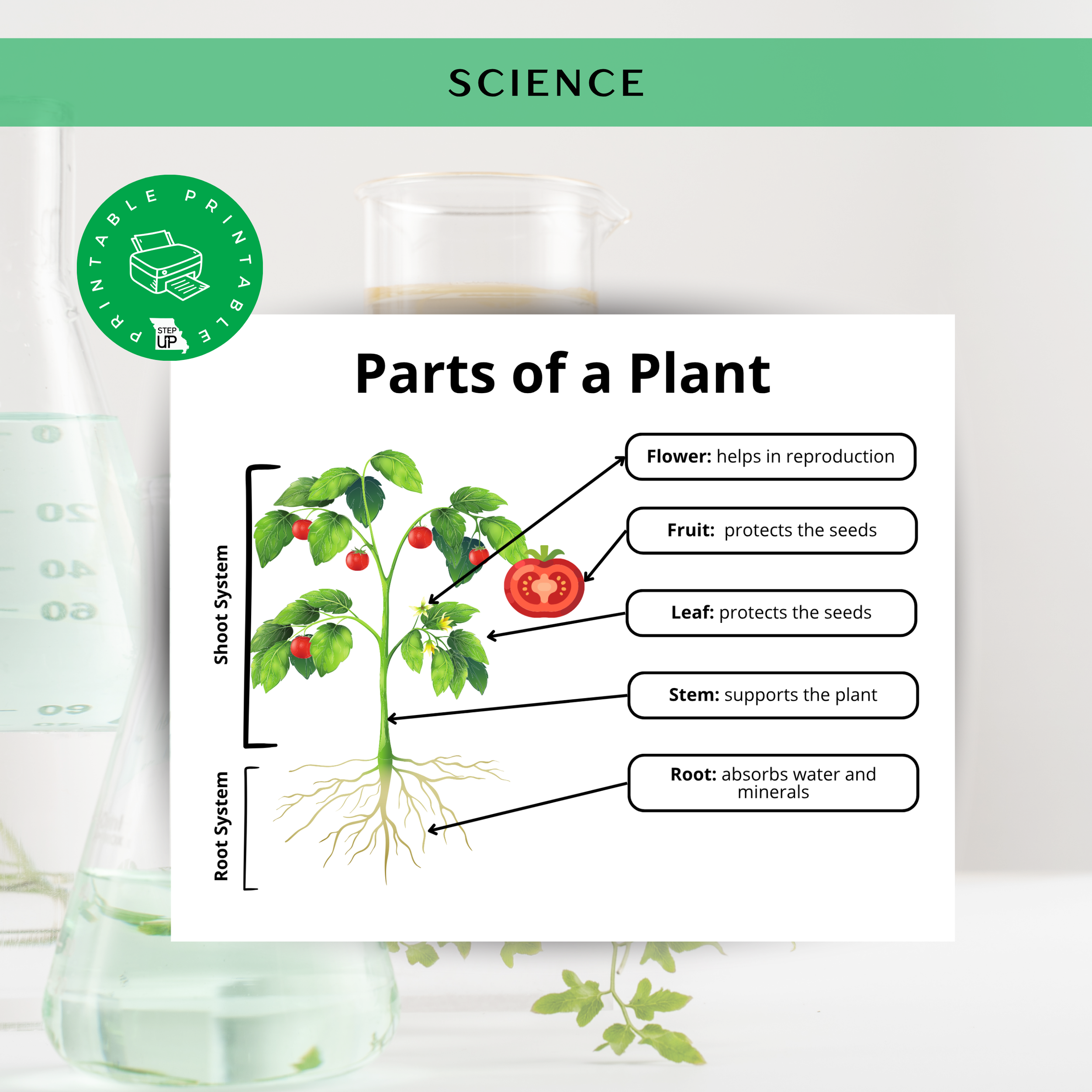 Parts of a Plant Diagram Poster — STEP Up