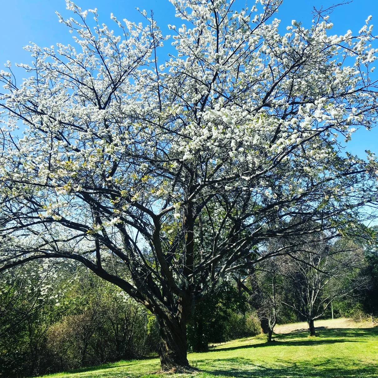 Plum-tree-in-bloom.jpg