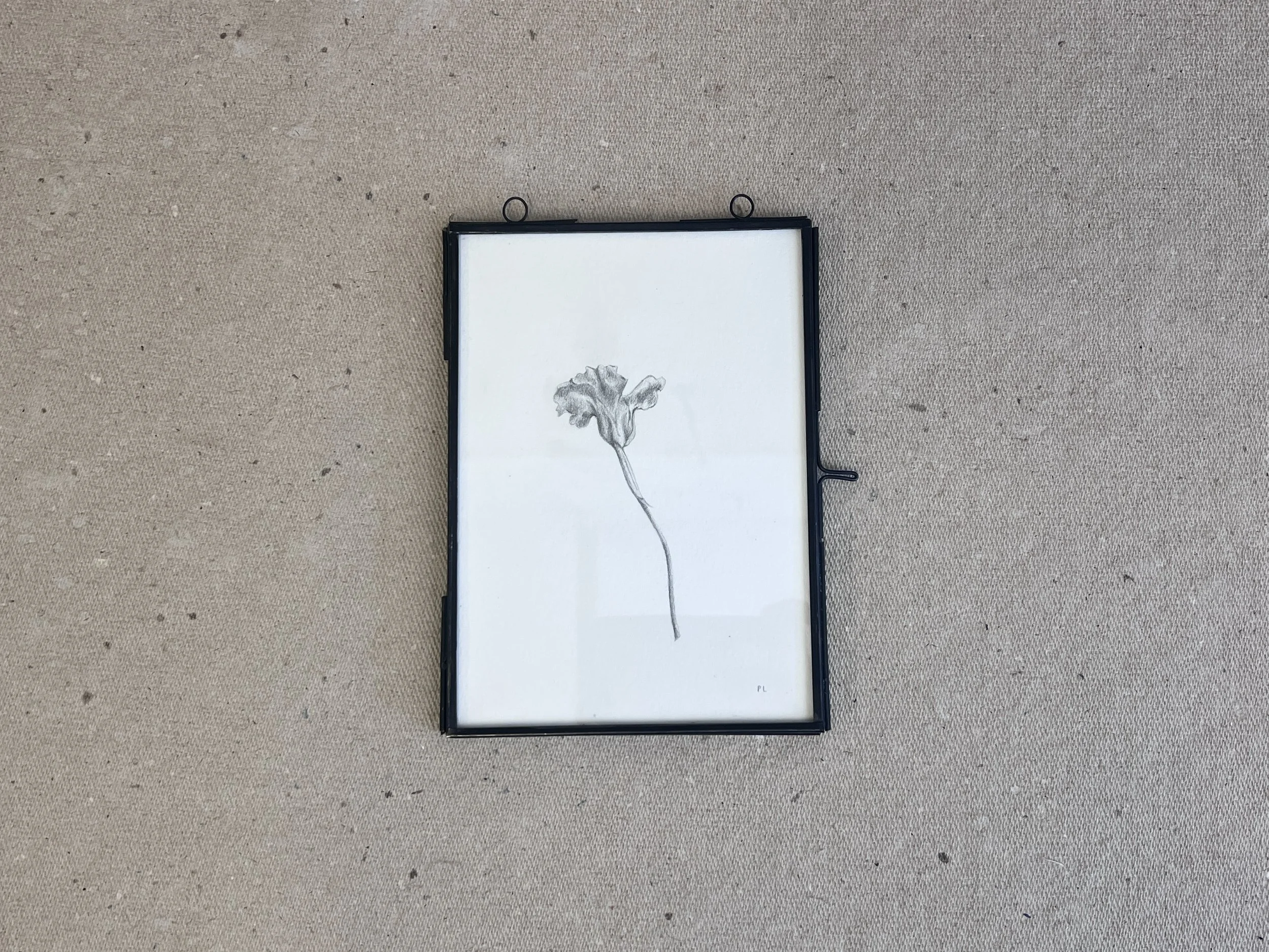 Nasturtium Flower Drawing in Frame