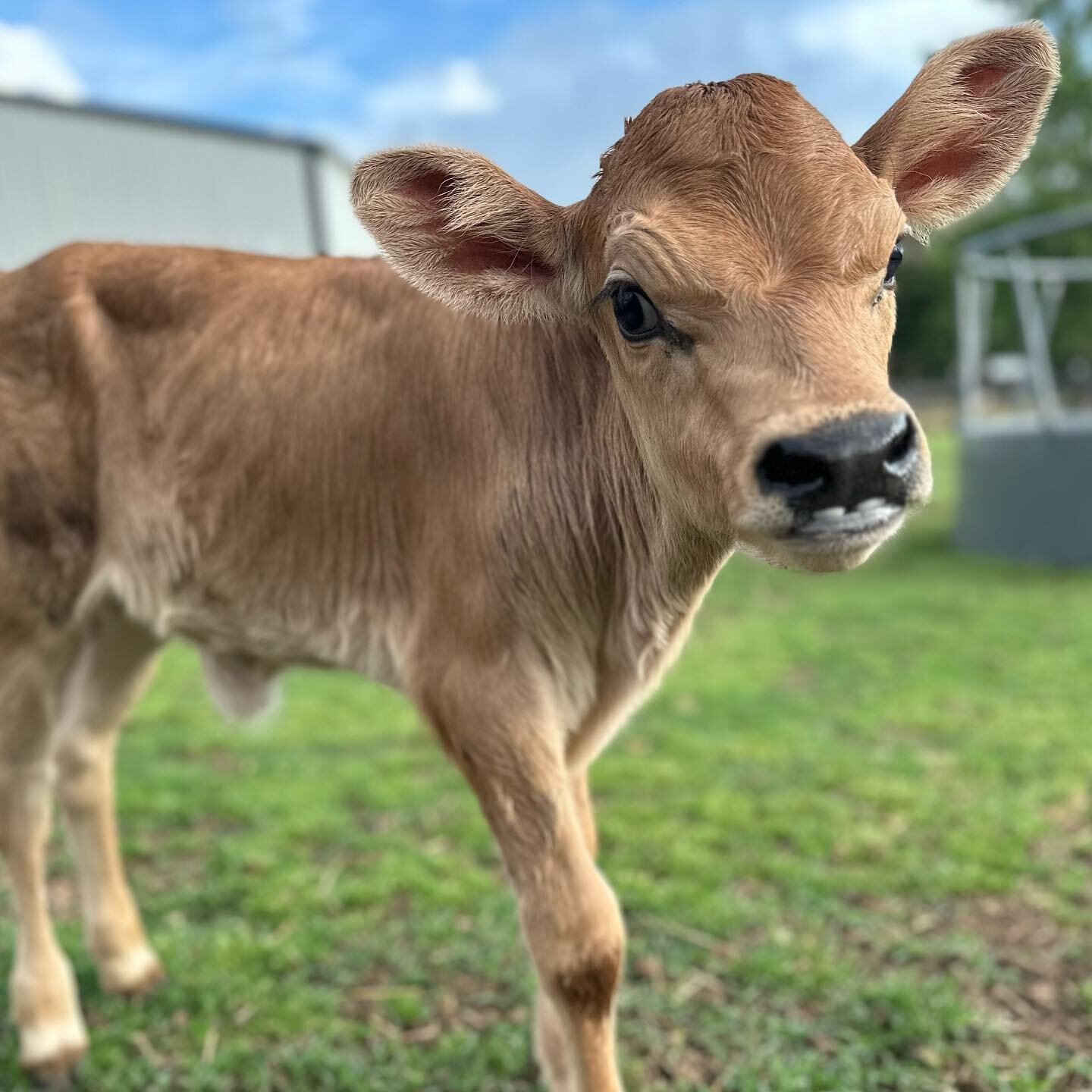 One week with Hazel girl.

She loves napping,
stealing alllll our milk.
And running around
like the floor is lava.

We can&rsquo;t take her too seriously,
and mostly, we blame that on her toothy smile. 

WE LOVE YOU HAZEL! 🤍🤍🤍