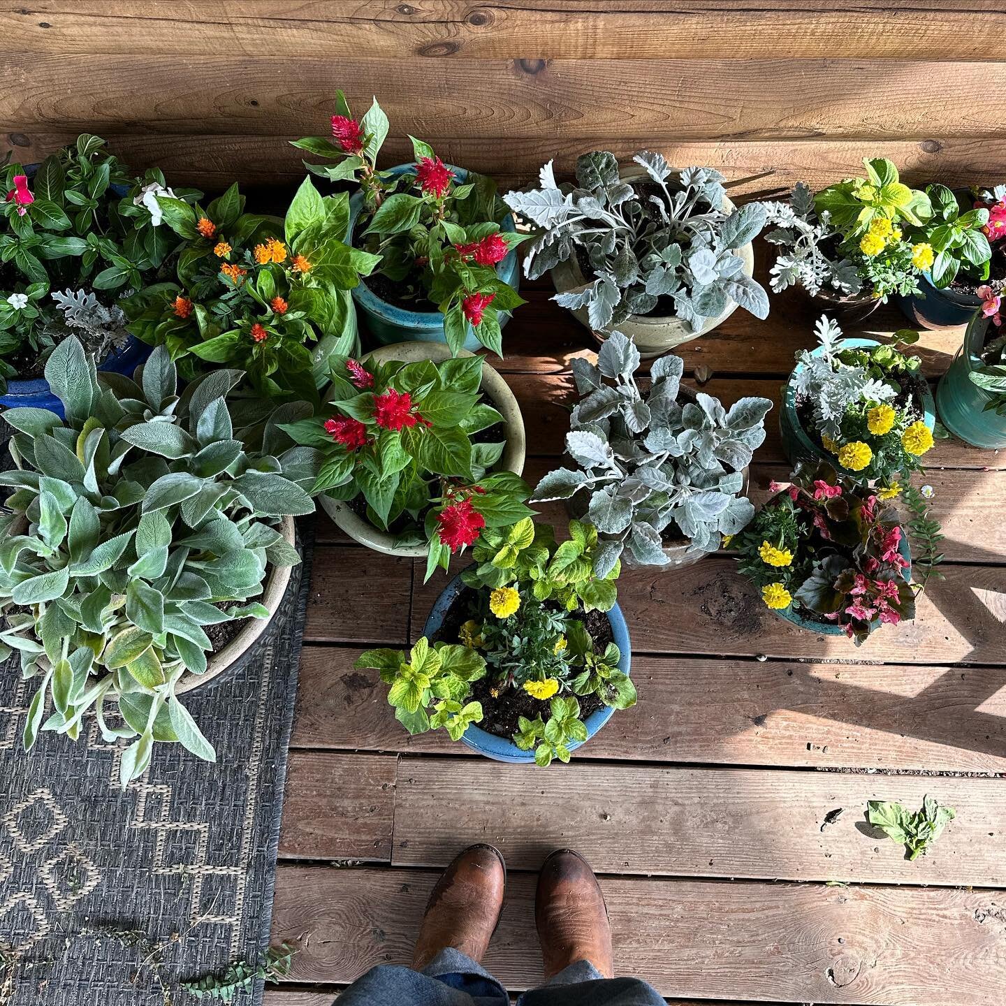 Just remembering one week ago
when my planters looked like this.

You know, before my puppers decided 
they would be the perfect sleep spot
and before the goats feasted on them.