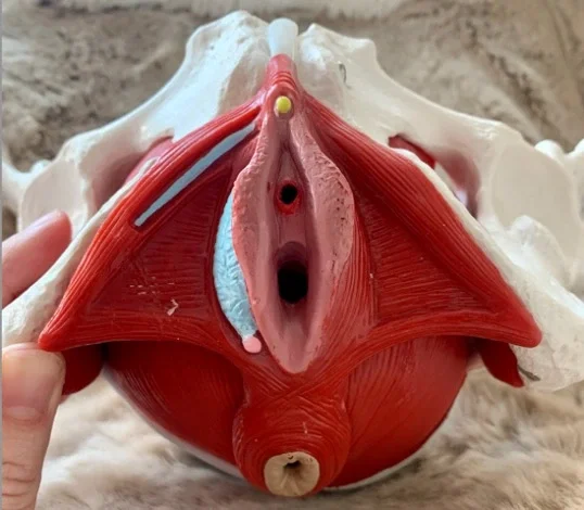 What IS the Pelvic Floor?