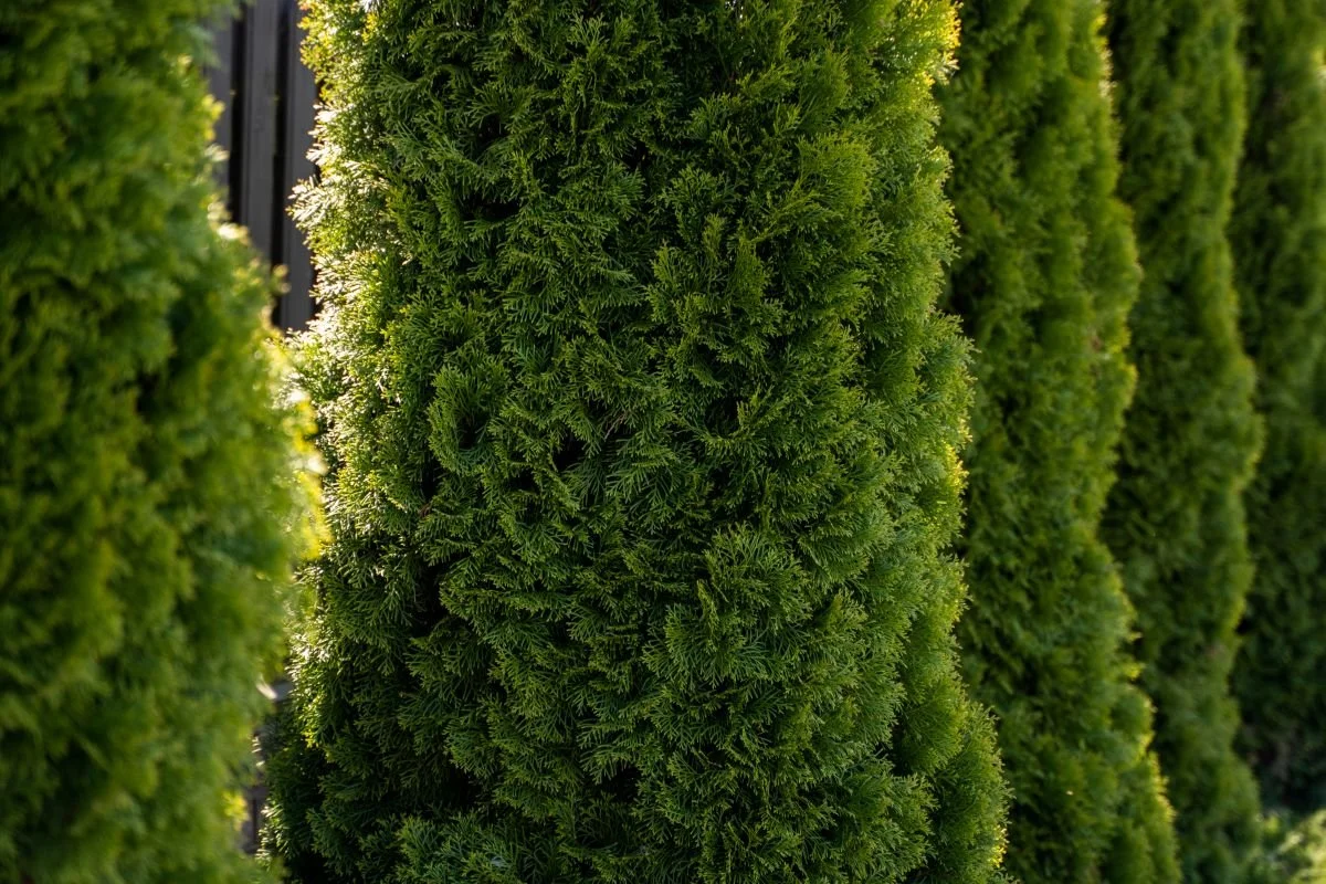 Close-up view of green, dense, needle-leaved conifer hedges or bushes, with sunlight illuminating their foliage.
