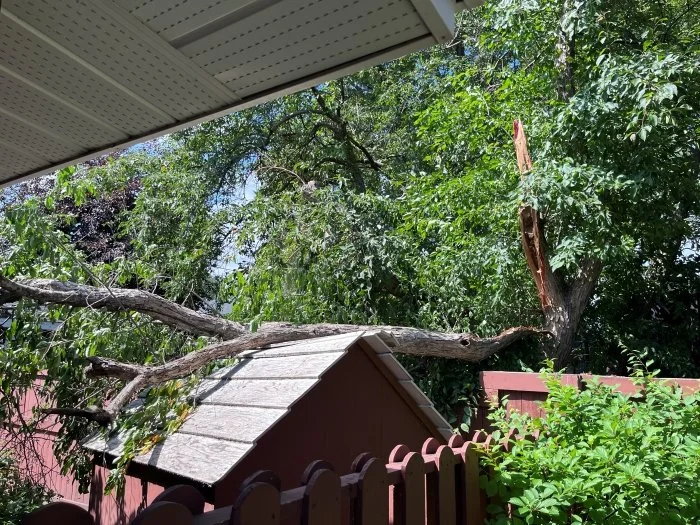 Storm Dammaged Ornamental Crab Apple Tree crushing shed.jpg