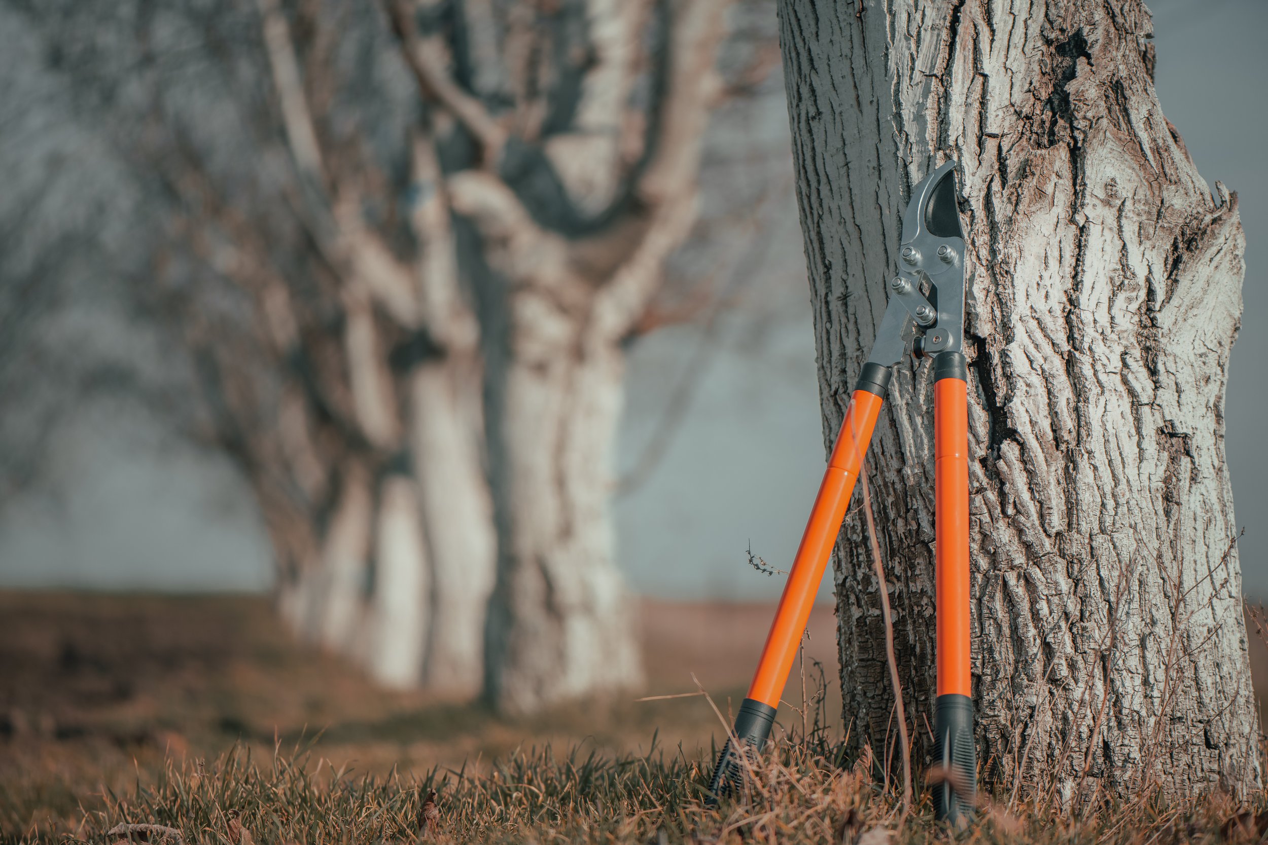 When Is the Best Time to Prune Trees in Alberta?